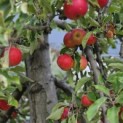 Malus domestica 'Elstar' - 5