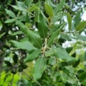 Quercus ilex - Afbeelding 3
