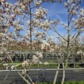 Amelanchier lamarckii - 3