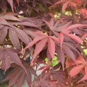 Acer palmatum 'Sumi-Nagashi' - impressie foto