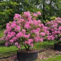 Rhododendron ponticum 'Roseum' - Foto 1