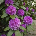 Rhododendron 'Catawbiense Grandiflorum - 1