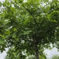 Quercus Palustris - Foto 2