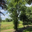 Fagus sylvatica - 2