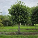 Tilia americana 'Nova' - september 2026