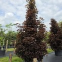 Acer plat. 'Crimson King' - Foto 2