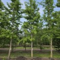 Ginkgo biloba - Foto 2
