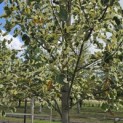 Liriodendron tulipifera 'Snowbird' - Foto 1