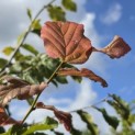 Parrotia persica - blad september 2026