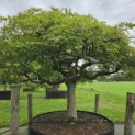 Acer palmatum 'Dissectum' - Foto 2