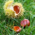 #69 Castanea sativa 'Lyon' Edelkastanie