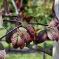 Prunus padus 'Colorata' - 5
