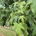 Liquidambar styraciflua - 2