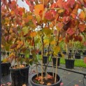 Cercis canadensis 'Forest Pansy' - nr 3517
