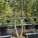 Quercus Suber - Foto 3