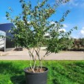 Amelanchier lamarckii - Foto 1
