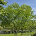 Sophora japonica - 5