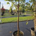 Acer griseum - Foto 1