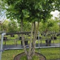 Corylus colurna - Foto 1