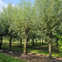 Salix Alba - aug 2024