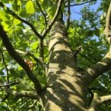 Fagus sylvatica - 2