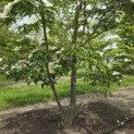 Cornus kousa 'Venus' - 1