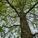 Liquidambar styraciflua - 1