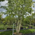 Tilia x europaea 'Pallida' - Foto 1