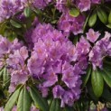 Rhododendron Roseum Elegans - 5