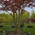 Acer palmatum 'Atropurpureum' - 4