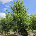 Tilia cordata 'Greenspire' - Foto 1