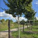 Parrotia persica 'Vanessa' - Foto 3