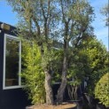 Quercus Suber - 8