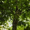 Carpinus betulus - 1