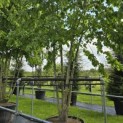 Tilia x europaea 'Pallida' - Foto 7