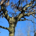 Carpinus betulus - 2