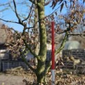 Carpinus betulus - 1