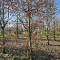 Carpinus betulus - 3