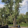Quercus Suber - Foto 6
