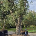 Quercus Suber - Foto 5