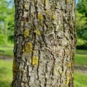 Magnolia Tripetala - Afbeelding 1