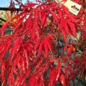 Acer palmatum 'Inaba Shidare' - 1