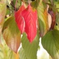 #358 Cornus controversa Riesige Kornelkirsche