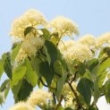 #358 Cornus controversa Riesige Kornelkirsche