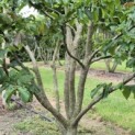 Parrotia persica - 4