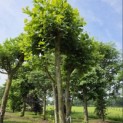 Platanus x Hispanica - 2