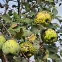Cydonia oblonga 'Champion' - Foto 6