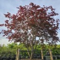 Acer palmatum 'Atropurpureum' - Foto 2