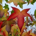 Liquidambar styraciflua - Foto 2