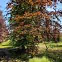 Fagus sylvatica 'Atropunicea' - 4